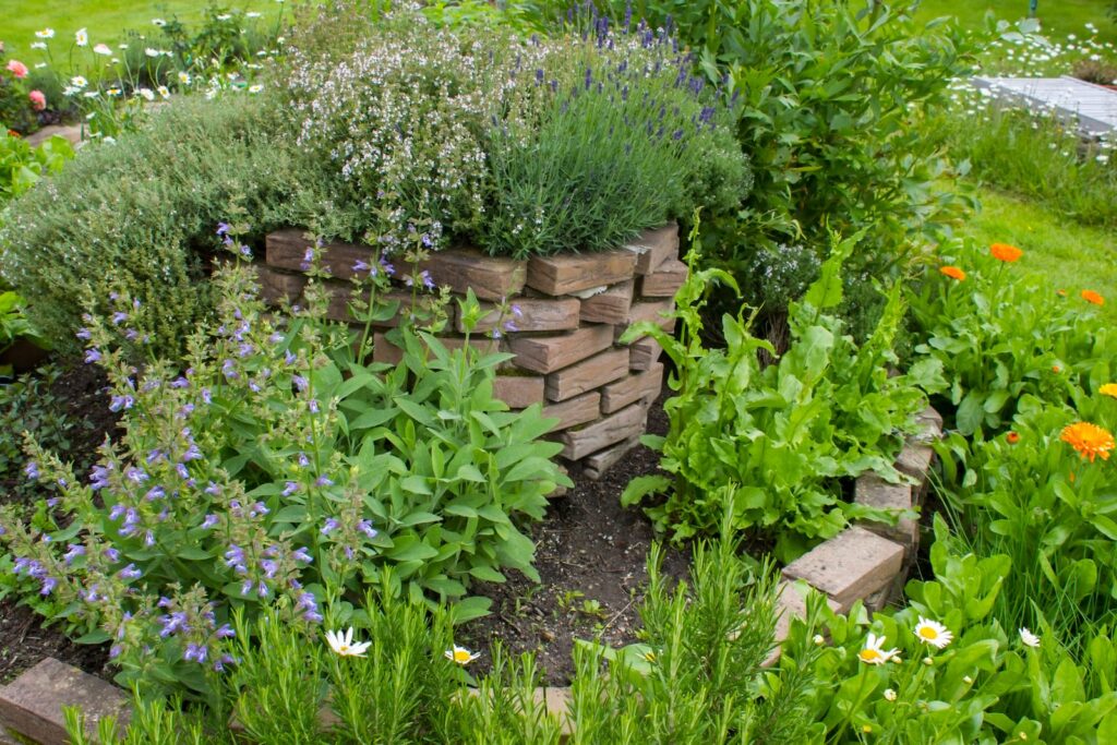 How to grow fresh herbs in fall