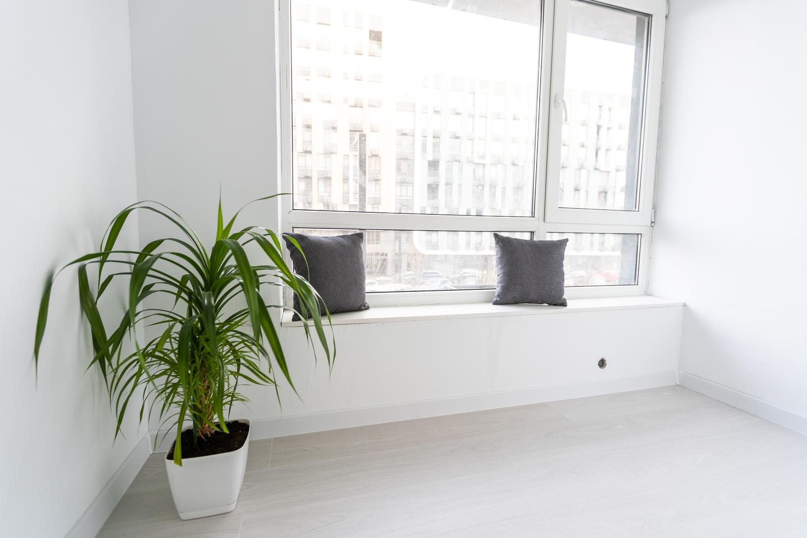 Plants perfect for small spaces
