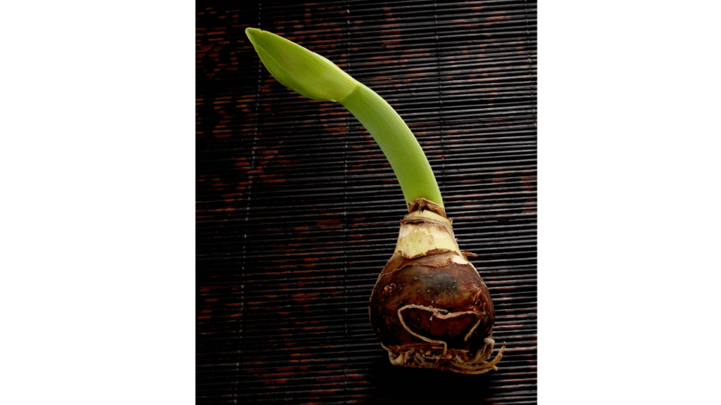 Amaryllis bulbs