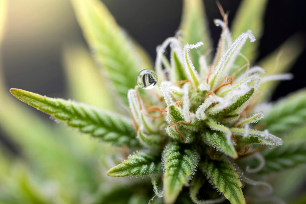 How to water cannabis plants