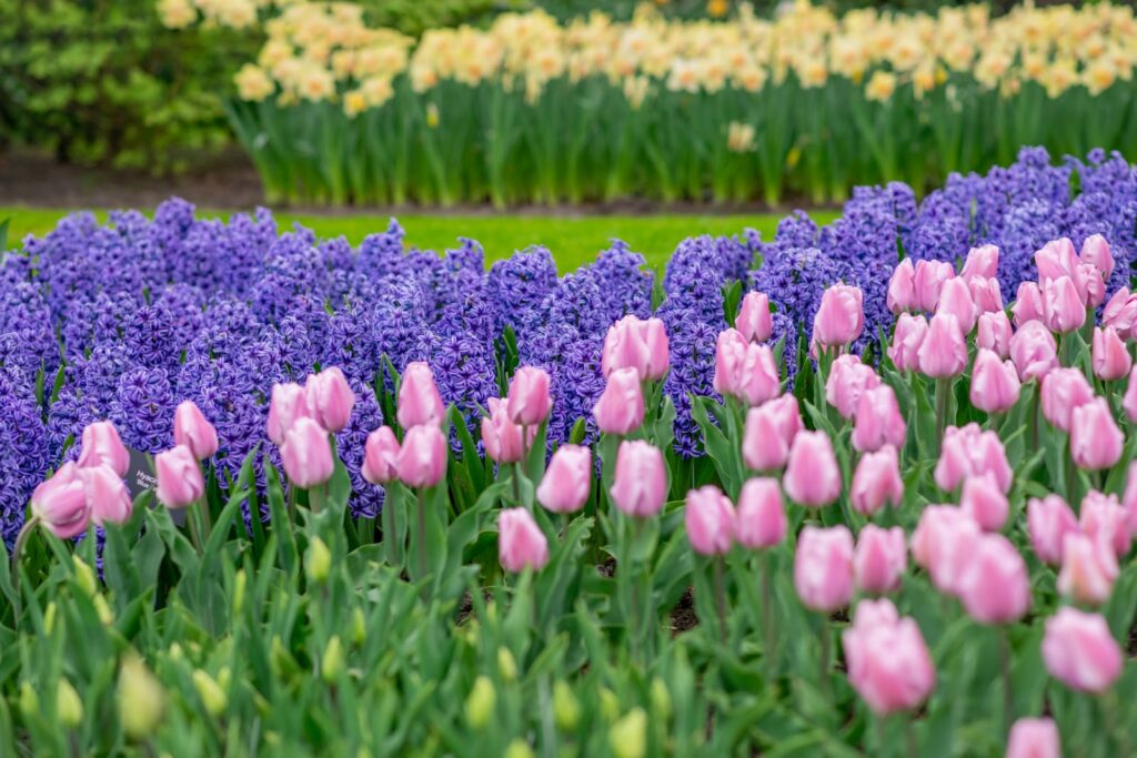 purple-hyacinthspink-tulips-and-daffodils-field