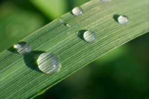 The Ultimate Guide to Watering New Grass Seed for Lush Lawns