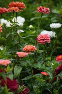 12 Best Flowering Plants for Beginners with No Experience