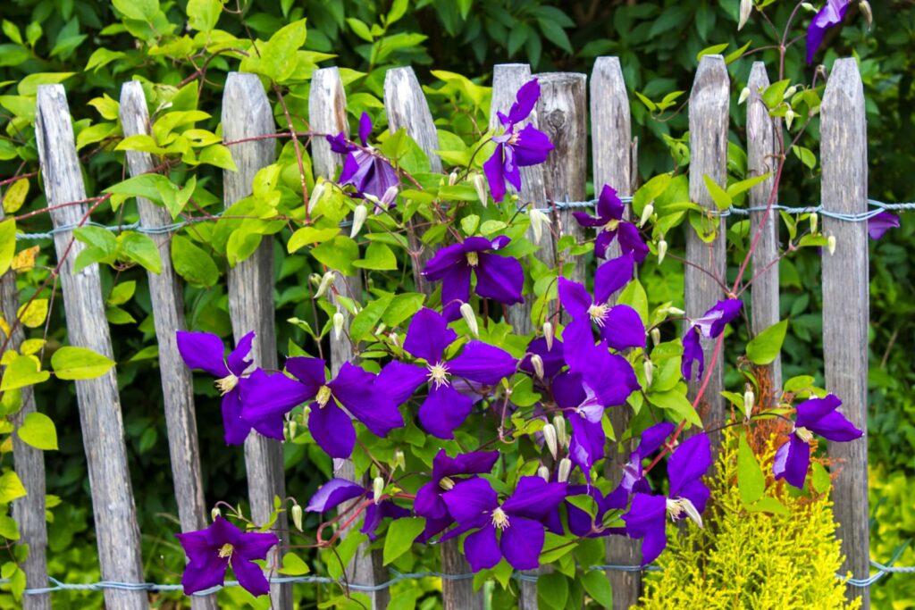 clematis-flower