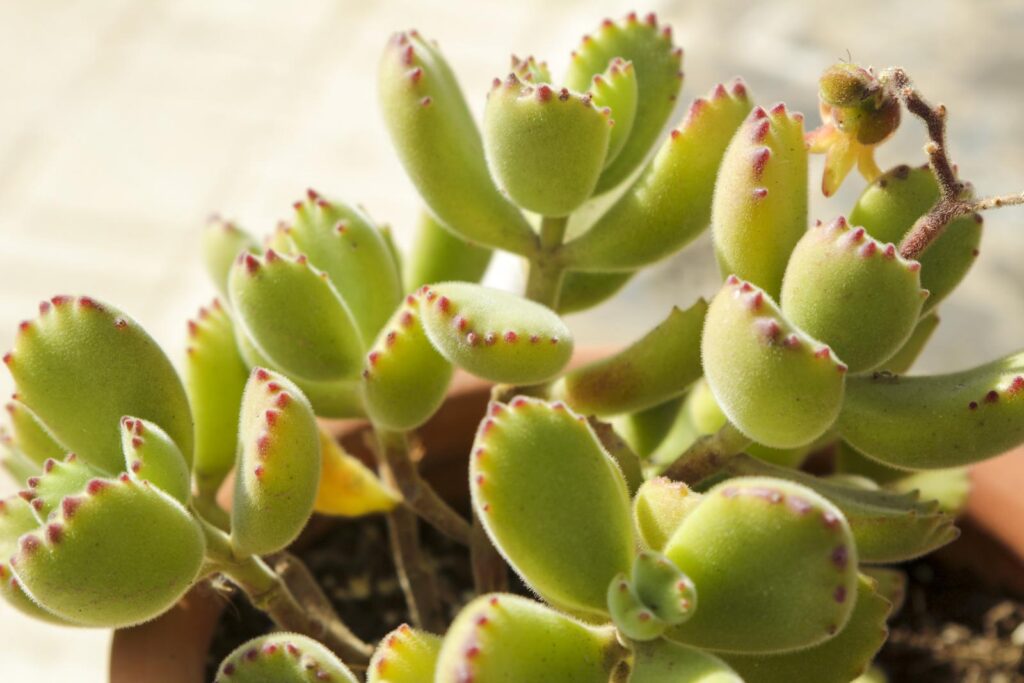 Cotyledon tomentosa
