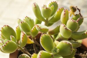 Watering Guidelines for Bear Paw Succulents