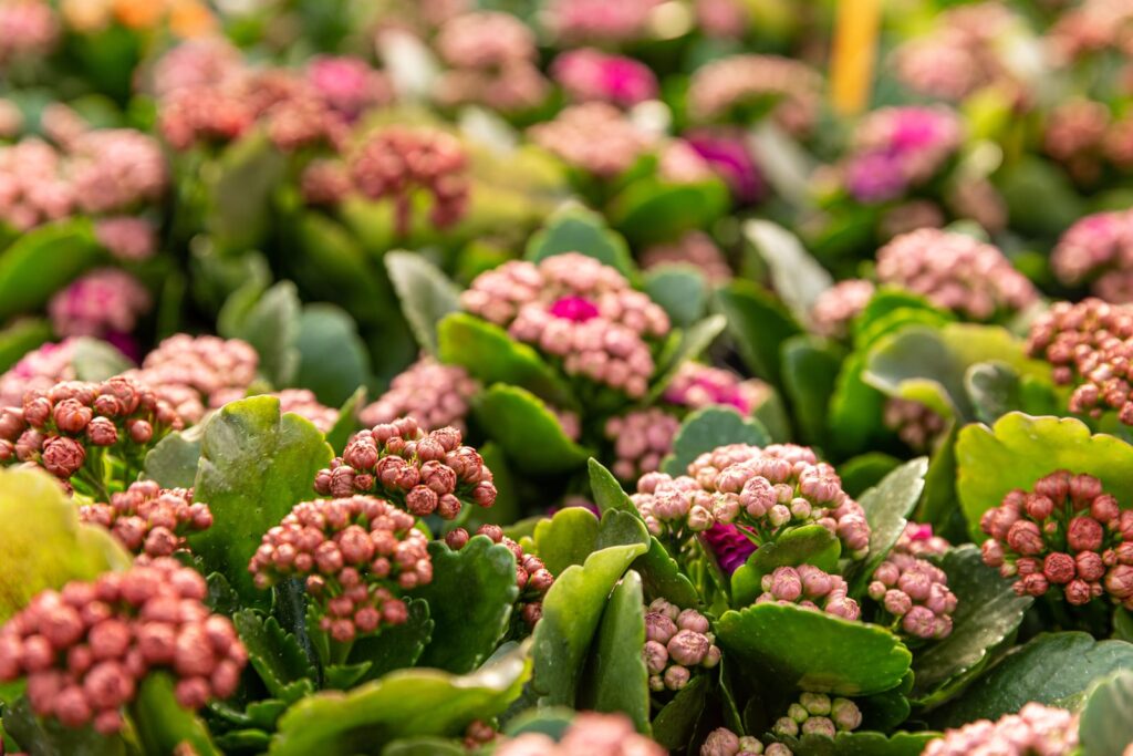 kalanchoe blossfeldiana